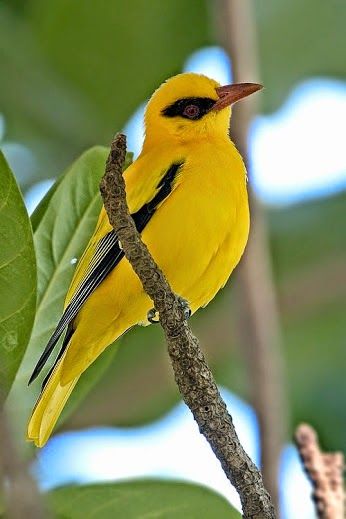 Google+ Golden Oriole, Bird Sitting, Kinds Of Birds, Bird Watcher, Yellow Bird, Nature Birds, All Birds, Bird Pictures, Exotic Birds