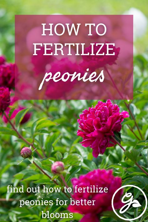 Best Peony Fertilizer, What To Plant With Peonies, Saving Peony Buds, Where To Plant Peonies, Peony Fertilizer, How To Grow Peonies, Itoh Peony, Peony Care, Itoh Peonies