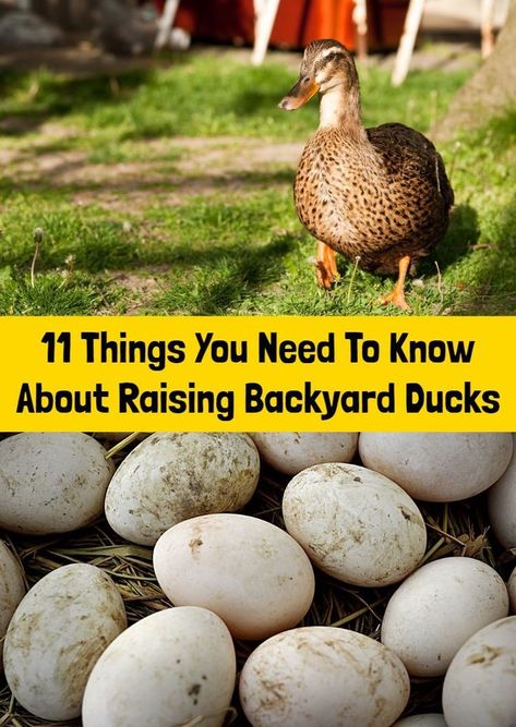 11 Things You Need To Know About Raising Backyard Ducks Ducks And Gardens, Duck Housing Ideas, Duck Nesting Box Ideas, Diy Duck House, Duck House Ideas, Duck Enclosure, Keeping Ducks, Duck Pens, Small Homestead