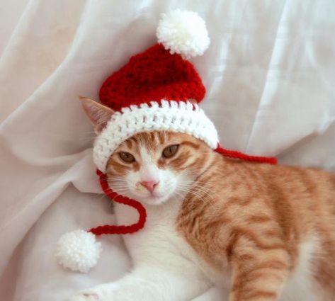 Santa Hat for Cats Cat Santa Hat Holiday Cat Hat Christmas | Etsy Cat Christmas Costumes, Cat Christmas Hat, Cat Hat Pattern, Cat Santa Hat, Santa Hat Pattern, Crochet Santa Hat, Pola Topi, Crochet Christmas Hats, Crochet Cat Hat