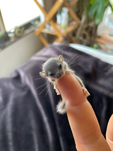 Seni Dan Kraf, Cute Small Animals, Cute Rats, Cute Animals Puppies, Funny Animal Photos, Söt Katt, Super Cute Animals, Cute Animals Images, Pretty Animals