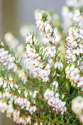 White Heather Flower, December Bouquet, Eden Flower, Erica Carnea, Patio Border, Victorian Language, Mum Flowers, Scottish Moors, Cabbage Flowers