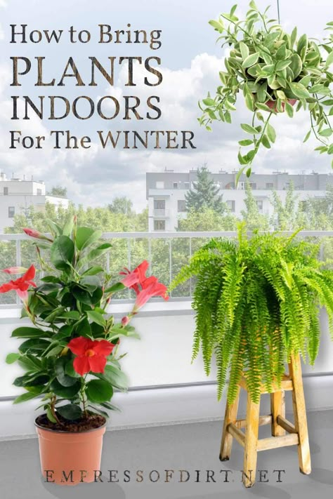 Winter Garden Ideas, Fall Garden Ideas, Moving Plants, Up Decorations, Outside Plants, Diy Planter, Popular Diy, Winter Plants, Growing Plants Indoors