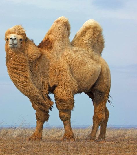 Bactrian Camel, Desert Animals, Stunning Nature, Nature Wildlife, Muse, Camel, Nature Photography, Animals, Photography