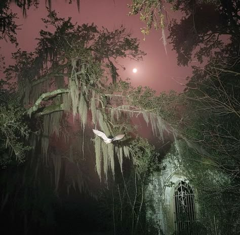 Gothic Forest Aesthetic, Black Southern Gothic Aesthetic, Dark Fairy Core Aesthetic, Dark Paradise Aesthetic, Dark Spring Aesthetic, Foggy Garden, Southern Gothic Aesthetic, Whimsical Gothic, The Bayou