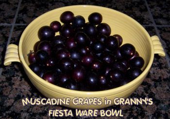 Muscadine Recipe, Grape Wine Recipe, Making Wine From Grapes, Muscadine Grapes, Wine Making Recipes, Homemade Wine Recipes, Muscadine Wine, Grow Grapes, Hyacinth Plant