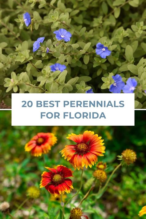 Transform your Florida garden with these 20 incredible perennials! These low-maintenance, sun-loving plants will provide a stunning visual display throughout the year, making your backyard a true sanctuary. Discover the best picks for your sunshine garden and watch them flourish! Flower Garden Florida, Florida Wildflower Garden, Florida Cottage Garden, Florida Flower Gardens, Landscape Ideas Florida, Zone 9 Landscaping Florida, North Florida Gardening, Florida Perennials, Florida Curb Appeal