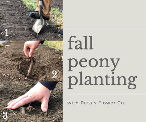 Planting your Peonies – Fall is best for cold soil and to establish a strong root system! We are so happy that we are able to provide our amazing customers with some of their very own peony plants this year!  Once you have purchased your eye-root(s), be sure to follow the planting info below to enjoy beautiful blooms for years to come! Smiles, Amber Planting Instructions It is important to plant your peony eye-roots as soon as you receive them.  If you are not able to plant the peony ... Peony Bulbs Planting, Planting Peonies In The Fall, When To Plant Peonies, How To Plant Peony Roots, Peony Care Fall, Peony Planting, Peonies Growing, Peonies Transplanting, Planting Peony Roots