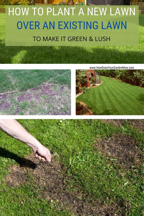 Replanting Grass Lawn, Lawn Makeover On A Budget, Texas Lawn Care Schedule, Diy Lawn Makeover, Growing Grass Tips, How To Fix Lawn, Reseeding Lawn Fall, How To Redo Your Lawn, How To Fix Grass Lawn