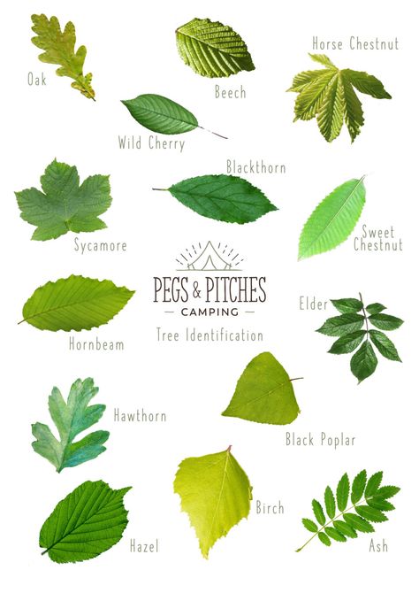 Plant Leaf Identification, Science Core, How To Identify Trees, Identify Trees, Tree Leaf Identification, Identifying Trees, Pagan Nature, Leaf Identification, Plant App