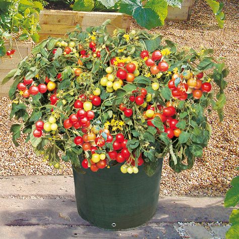 Learn how to grow cherry tomatoes in pots or in your garden. One of the easiest plants to grow, cherry tomatoes are delicious and great to have! Grow Cherry Tomatoes, How To Grow Cherries, Easiest Plants To Grow, Growing Cherry Tomatoes, Tomatoes In Pots, Growing Tomatoes Indoors, Cherry Tomato Plant, Growing Tomato Plants, Tomato Farming