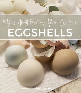 Myths About Feeding your Chickens Eggshells | Fresh Eggs Daily® Layer Feed, Chicken Mama, Chickens And Ducks, Calcium Supplements, Chicken Feed, Common Myths, Fresh Eggs, Chicken Eggs, Chickens Backyard