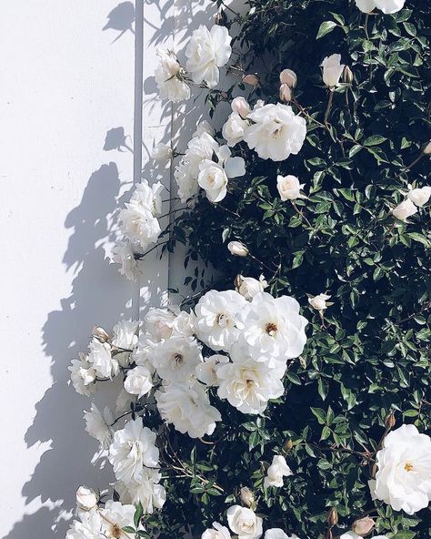 Top 20 Pins of the Month on apartment 34 #flowers Plant Wallpaper, 背景 シンプル, Wallpapers Vintage, Aesthetic Iphone Wallpaper, Top 20, Love Flowers, Flower Wallpaper, My Flower, Iphone Background