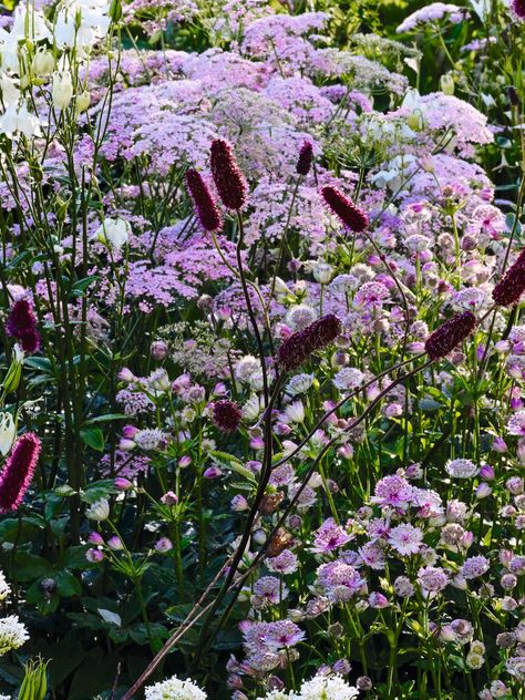 A rambling, romantic border scheme for early summer using just five plants | House & Garden Cottage Garden Planting Scheme, Low Maintenance Borders Plants, Planting Schemes Uk, Modern Cottage Garden Design, Cottage Garden Border, Perennial Border Plants, Modern Cottage Garden, Romantic Gardens, Pink Gardens