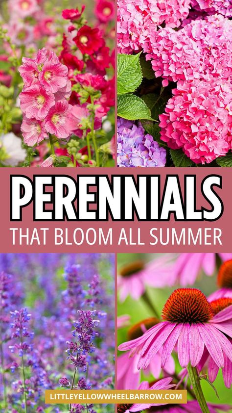 Do you want to grow perennials in the garden or in pots that bloom all summer long?. We're sharing perennials that grow in full sun or shade. Low maintenance perennials with big impact all summer. Add these perennials to your garden ideas and plans. If you're looking for perennials plants with long lasting flowers, you need this list. Perennial gardening 101 for beginner or avid gardeners. Add these perennials to your summer garden plans! Part Sun Perennials, Purple Perennials, Flower Garden Ideas, Full Sun Flowers, Perennial Garden Plans, Easy Perennials, Flower Garden Plans, Long Blooming Perennials, Garden Flowers Perennials