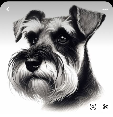 Schnauzer Tattoo, Head Portrait Drawing, Schnauzer Drawing, Black White Drawing, Dog Sketches, Schnauzer Art, Head Portrait, Acrylic Art Projects, Reflection Art