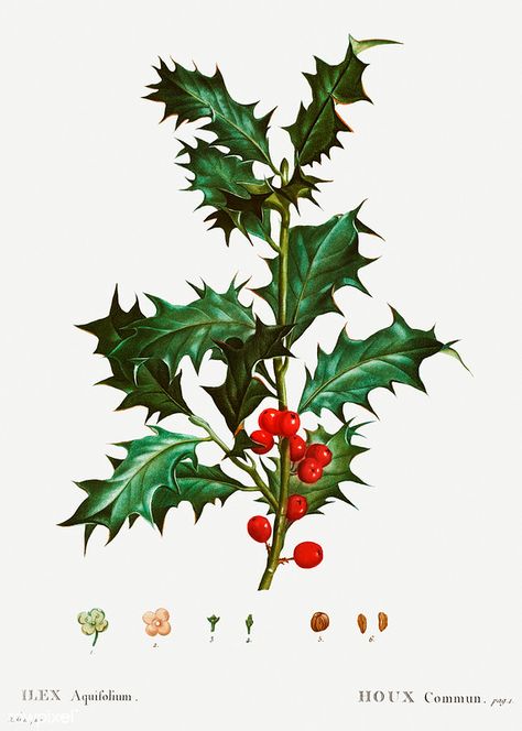 Common holly (Ilex aquifolium) illustration from Traité de… | Flickr Leaf Pics For Xmas Trees, Christmas Holly Images, Holly Images, Holly Pictures, Christmas Card Art, Graphics Fairy, Christmas Painting, Winter Painting, Holly Berries