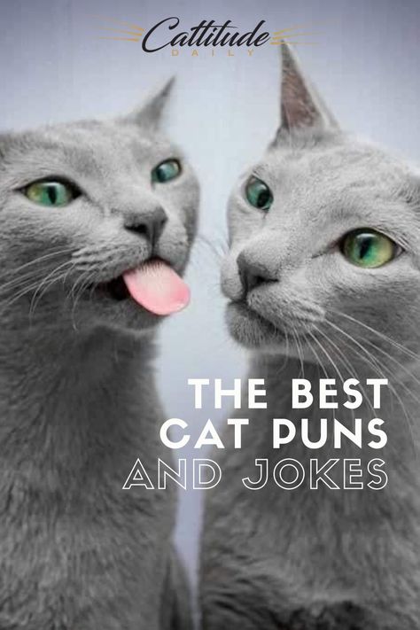 I know that I love a good cat meme, cat joke, and I especially love clever cat puns. Check out this fun list I’ve gathered of clever cat puns and jokes, and if you’ve got a good one of your own to share, leave us a comment and tell us what it is! #cattitudedaily #catfun #catjokes #catpuns #funny Funny Cat Phrases, Funny Cat Jokes Humour, Funny Cat Sayings Humor, Cat Puns Funny, Cat Humor Funny, Funny Cat Sayings, Cat Facts Funny, Funny Cat Captions, Pet Puns