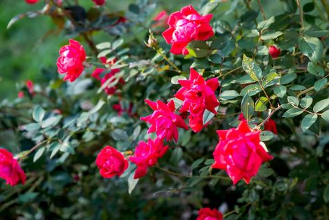 10 Types of Fragrant Roses to Grow Pruning Knockout Roses, Planting Rose Bushes, Grafting Roses, Mailbox Garden, Fast Growing Evergreens, Knockout Roses, Floribunda Roses, Fragrant Roses, Rose Varieties