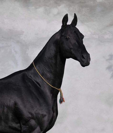 GARAUSUP (1231 Mangyt - 2879 Oprava) black, born in 2000, line Posman. Measurements:163-164-188-19,5 sm. Owner: Stud of Naib Idris, Republic of Dagestan, Russia ©Artur Baboev - FOTART Horse Akhal Teke, Ahal Teke, Horses Aesthetic, Rare Horse Breeds, Horses Black And White, Akhal Teke Horses, Rare Horses, Horse Ears, National Emblem