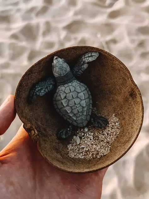 Beach Turtle, Dream Beach, Marine Animals, Summer Pictures, Ocean Life, Sea Turtle, Spirit Animal, Vision Board, Instagram