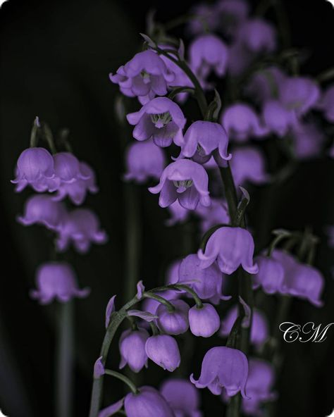 Christel Matern on Instagram: “Light purple . . . . . . #nature #macro #lily_of_the_valley #flora #flower #mood #purple #dark #blossom #bloom #petal #light #decoration” Lillies Drawings, Lillies Aesthetic, Lily Flower Tattoos, Lily Wallpaper, Dark Purple Flowers, Nature Macro, Light Purple Flowers, Purple Lily, Purple Flowers Wallpaper