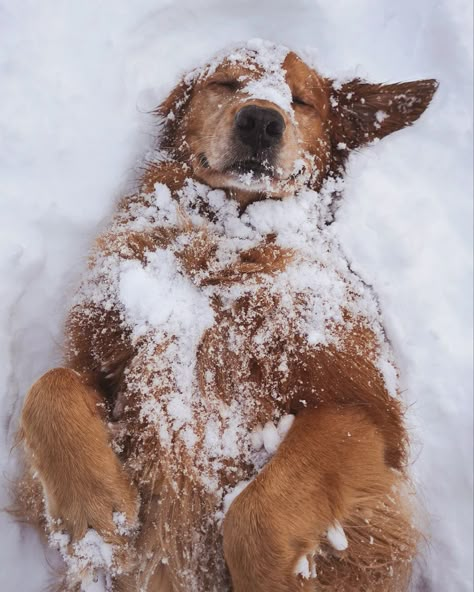 #snow #winter #dog #cute #adorable Widget Christmas, Dog Reindeer, Dog Christmas Pictures, Golden Retriever Christmas, Dog Photoshoot, Cute Animals Puppies, Christmas Puppy, Snow Dogs, Winter Animals