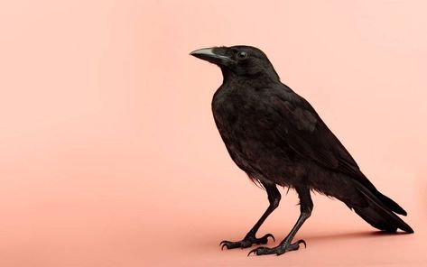 Download Raven Wallpaper Free Amazing Full HD Wallpaper Wallpaper | Wallpapers.com Crow Sculpture, Cute Crow, Crow Pictures, Crow And Raven, 4k Wallpaper Android, Carrion Crow, Raven Bird, Crow Bird, Crow Tattoo