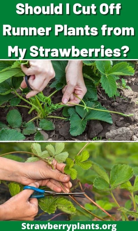 What To Do With Strawberry Runners, How To Plant Strawberry Runners, Strawberry Runners Planting, Protecting Strawberry Plants, Strawberry Plant Runners, How To Plant Strawberries, Strawberry Growing, Growing Berries, Garden Strawberries