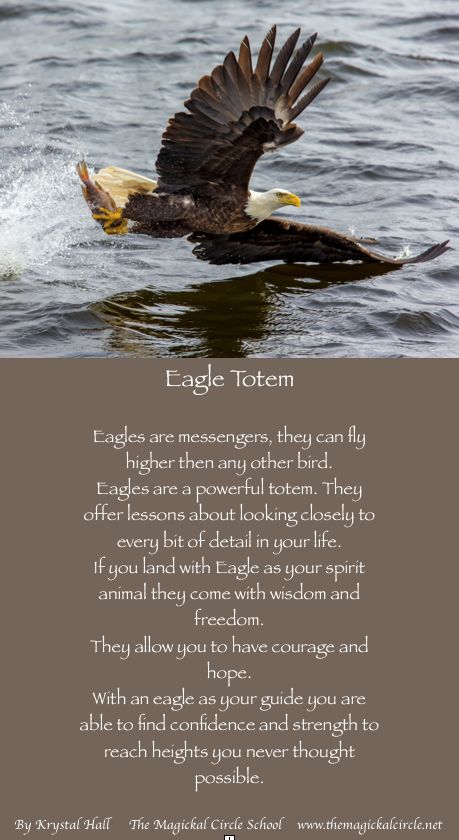 Eagle Spirit Animal, Tree Medicine, Soar Like An Eagle, Love One Another Quotes, Spiritual Animals, Eagle Totem, Spirit Animal Meaning, Animal Meanings, Magical Animals