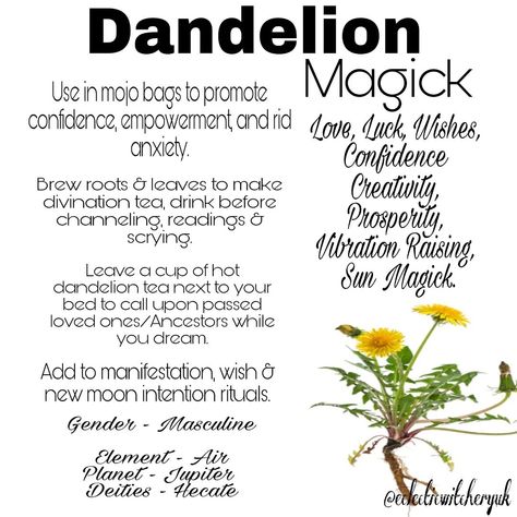 Magickal Tips, Dandelion Uses, Fairy Plants, Plant Witch, Dandelion Leaf, Herbal Witch, Candle Magic Spells, Tree Hugging, Witchy Garden