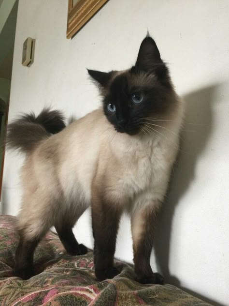 Balinese Cat Balinese Cat Aesthetic, Siamese Kitty, Balinese Cat, Dream's Cat, Cat Reference, Cat Pose, Silly Animals, Fluffy Animals, Domestic Cat