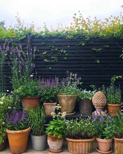 Small Magical Garden Spaces on Instagram: “Black is brilliant in a small garden for neutralising fences & buildings from being attracted by the eye. It also gives that theatrical…” Plants For Courtyard Garden, Potted Garden Patio, Small Garden Yard Ideas, Small Garden Planters, Container Garden Backyard, Veggie Garden Small Space, Gardens With Pots, Garden With Lots Of Pots, Potted Kitchen Garden