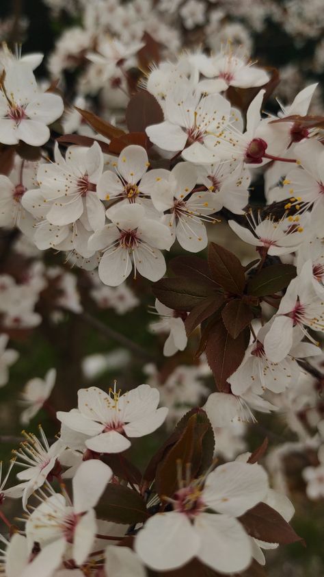 Plum Blossom Aesthetic, Plum Blossom Wallpaper, Baby Breath Flower Bouquet, Chinese Plum Blossom, Sakura Samurai, Japanese Plum Blossom, Plum Blossom Tree, Bsd Aesthetic, Iron Widow