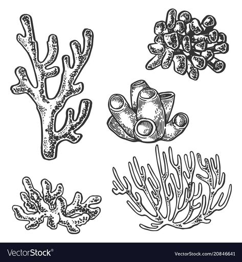 Coral Tattoo, Coral Drawing, Sea Plants, Ocean Tattoos, Coral Art, Coral Sea, White Hand, Sea Ocean, Sea And Ocean