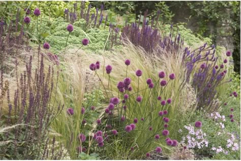 sarah price | sedum, salvias, origanum, erigeron, and Stipa gigantea to create structure, texture, and color all year Sarah Price, Prairie Planting, Planting Combinations, Piet Oudolf, Perennial Grasses, Prairie Garden, Meadow Garden, Gravel Garden, Planting Design