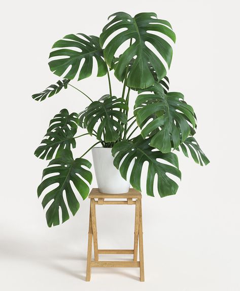 Monstera Split Leaf, Ficus Elastica, Philodendron Monstera, Best Indoor Plants, Bathroom Plants, Bedroom Plants, Houseplants Indoor, Jade Plants, Monstera Deliciosa