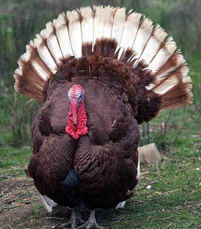 Bourbon red turkey Turkey Pen, Bourbon Red Turkey, Turkey Animal, Turkey Breeds, Raising Turkeys, Turkey Bird, Deer Hunting Tips, Tom Turkey, Game Hunting