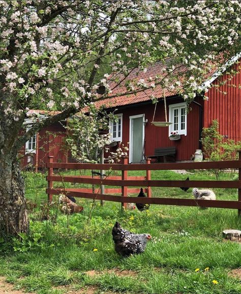 my scandinavian home: swedish cottage Swedish Country House, Sweden Aesthetic, Swedish Homes, My Scandinavian Home, Red Houses, Swedish Cottage, Sweden House, Swedish Summer, Red Cottage