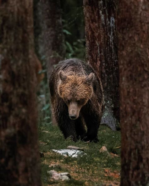 Aesthetic Animal Wallpaper, Wallpaper Dog Aesthetic, Animals And Pet Supplies, Aesthetic Animals, Animal Aesthetic, Bear Bears, Bear Photos, Wild Forest, Forest Spirit