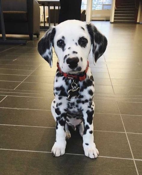 Regnul Animal, จีซอง Nct, Dalmatian Puppy, Dalmatian Dogs, Cute Dogs And Puppies, Cute Animal Photos, Welsh Corgi, Cute Animal Pictures, Cute Creatures