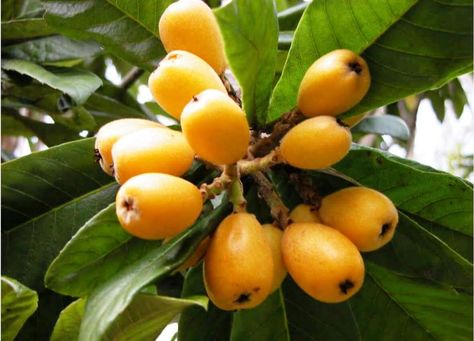 Luscious Loquat Fruit in Bermuda. Pin provided by Elbow Beach Cycles http://www.elbowbeachcycles.com #Bermuda +Bermuda Loquat Recipes, Japanese Plum Tree, Loquat Tree, Japanese Plum, Florida Garden, Fantasy Food, Plum Tree, Edible Landscaping, Ornamental Trees