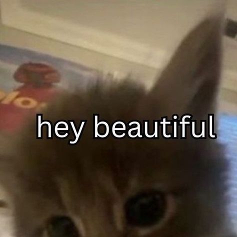 daily cat memes on Instagram: "Just for you☺️ - - Credit: @unknown DM please - - #cat #rizz #catlover #catmemes #sillycat" Cat Memes Love, Cat Rizz, Meme Temp, Cat Memes Cute, Cat Mem, Pose Gacha, Flirty Memes, Funny Stick Figures, Happy Memes