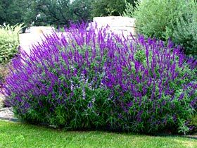 Mexican Sage - drought tolerant perennials Landscaping Drought Tolerant, Backyard Trees Landscaping, Mexican Bush Sage, Mexican Sage, Drought Tolerant Perennials, Backyard Trees, Landscaping Trees, Drought Tolerant Garden, Privacy Landscaping