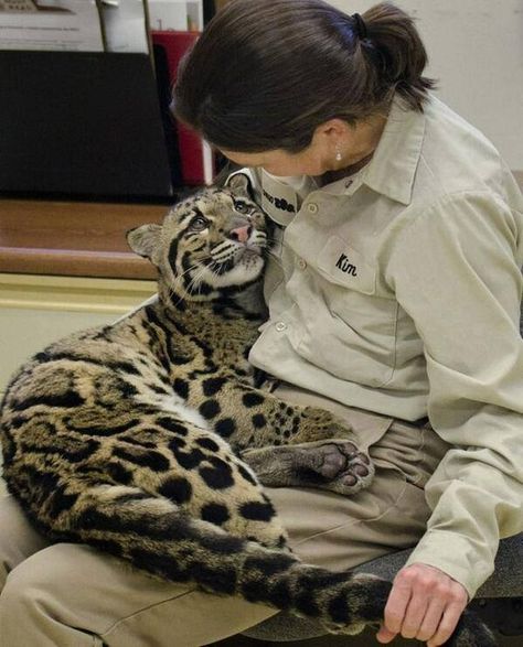 . Wildlife Biologist, Leopard Cub, Clouded Leopard, Cheetahs, Sweet Animals, Beautiful Cats, 귀여운 동물, Animals Friends, Big Cats