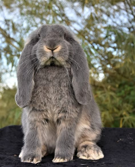 American Lop Bunny, Flop Eared Bunny, French Lops Rabbits, Rabbit Drawing Reference, Bunnies Photography, French Lob, French Lop Bunny, Bunny Poses, French Lop Rabbit