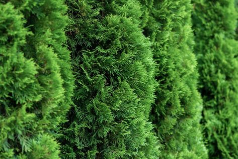 Fast Growing Hedge Plants, Garden Privacy Ideas, Cedar Hedge, Boxwood Landscaping, Giant Arborvitae, Eastern White Cedar, Fast Growing Hedge, Emerald Green Arborvitae, Northern White Cedar