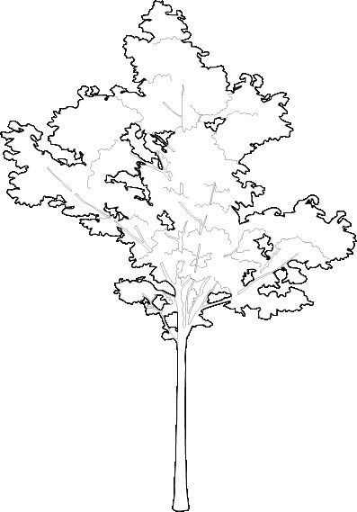 Small maple tree trees Tree Shapes Design, Trees Architecture Drawing, Tree In Architecture, Architectural Trees Drawing, Architecture Tree Sketch, Tree Concept Architecture, Tree Cad Block, Small Tree Drawing, Tree Sketch Architecture