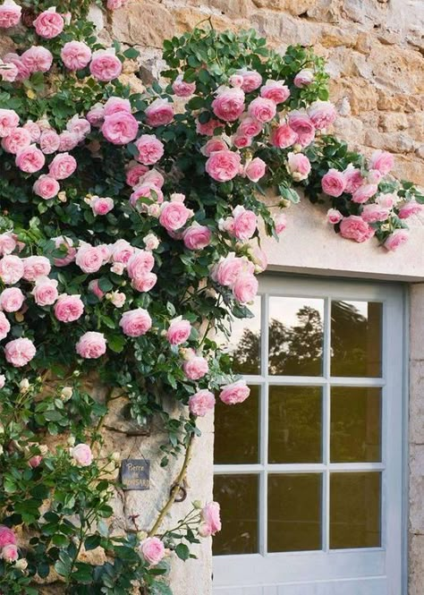 10 Best Climbing Roses White Climbing Roses, Climbing Flowers, Austin Rose, Rose Belle, David Austin Roses, English Rose, Climbing Roses, Deco Floral, Rose Cottage