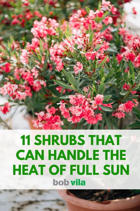 Flowering Shrubs Full Sun, Full Sun Landscaping, Hibiscus Shrub, Full Sun Shrubs, Handle The Heat, Flowering Bushes, Full Sun Perennials, Full Sun Plants, Sun Perennials